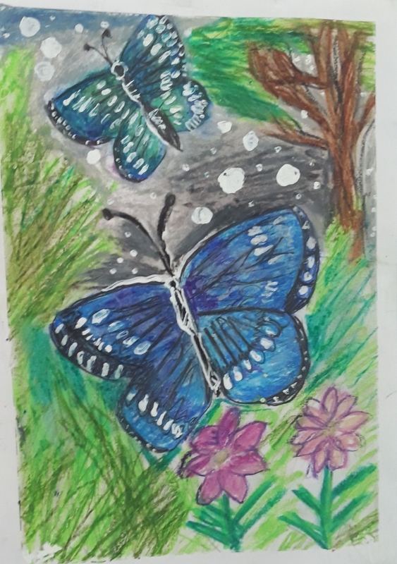 Butterflies513